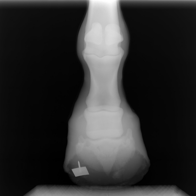 Digital Radiography 