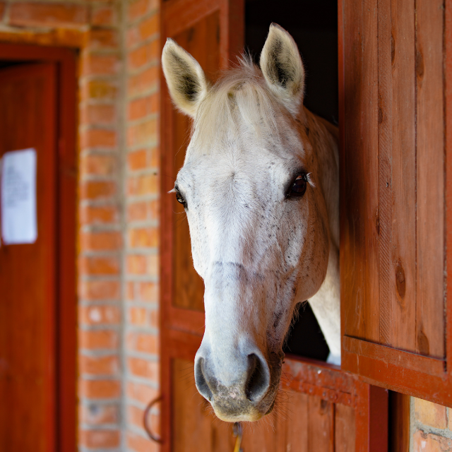 Mare Artificial Insemination