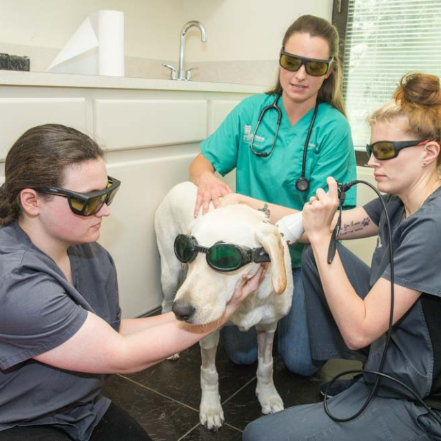 Cold Laser Therapy